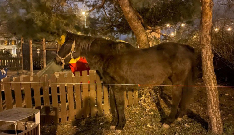 U dětského hřiště v Praze našli lidé koně. Někdo ho ukradl z ohrady