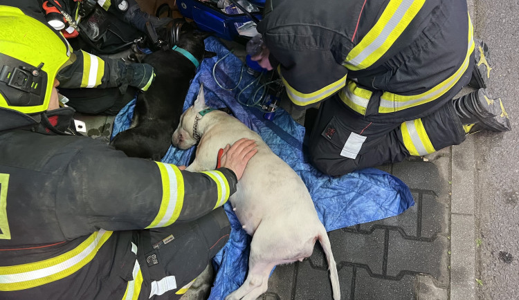 VIDEO: Při požáru v Praze zemřeli dva psi, hasiči jim dávali první pomoc