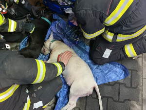 VIDEO: Při požáru v Praze zemřeli dva psi, hasiči jim dávali první pomoc