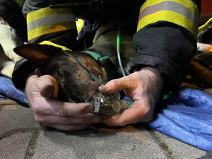 VIDEO: Při požáru v Praze zemřeli dva psi, hasiči jim dávali první pomoc