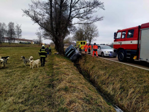 Problémová pejskařka z Prahy havarovala na jihu Čech. Čtrnáct psů se rozuteklo do luk, jeden po nehodě zahynul