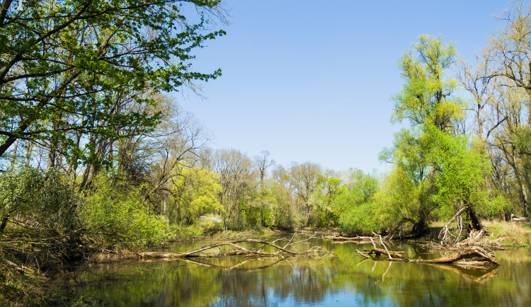 Jihomoravské lužní lesy budou chráněnou krajinnou oblastí