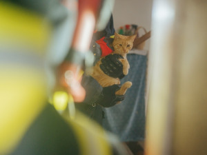 VIDEO: Zvířátko na víkend. Pražští hasiči zachránili kočku ze stromu