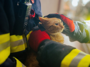 VIDEO: Zvířátko na víkend. Pražští hasiči zachránili kočku ze stromu