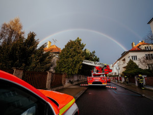 VIDEO: Zvířátko na víkend. Pražští hasiči zachránili kočku ze stromu