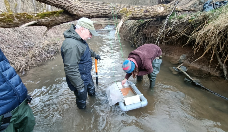 V potocích teď roste osm a půl tisíce jiker.