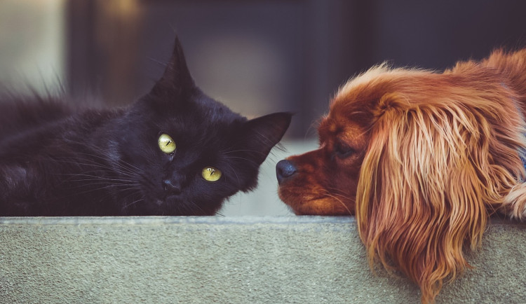 Žena z Prahy chová ve špatných podmínkách skoro třicet zvířat, veterináři je chtějí odebrat