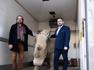 Nejznámější nosorožec světa se stěhuje z Národního muzea do Afriky
