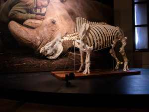 Nejznámější nosorožec světa se stěhuje z Národního muzea do Afriky