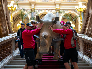 Nejznámější nosorožec světa se stěhuje z Národního muzea do Afriky