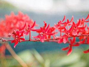 „Každá rostlina je jiná,“ říká kurátorka výstavy orchidejí Romana Rybková