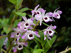 „Každá rostlina je jiná,“ říká kurátorka výstavy orchidejí Romana Rybková