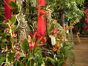 „Každá rostlina je jiná,“ říká kurátorka výstavy orchidejí Romana Rybková