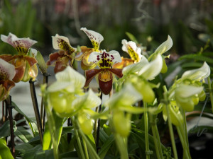 „Každá rostlina je jiná,“ říká kurátorka výstavy orchidejí Romana Rybková