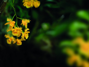 „Každá rostlina je jiná,“ říká kurátorka výstavy orchidejí Romana Rybková