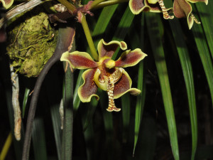 Každá rostlina je jiná, říká kurátorka výstavy orchidejí Romana Rybková