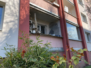 Žena chová v bytě čtrnáct psů, teď se má stěhovat. Smrad připomíná prasečák, líčí sousedka