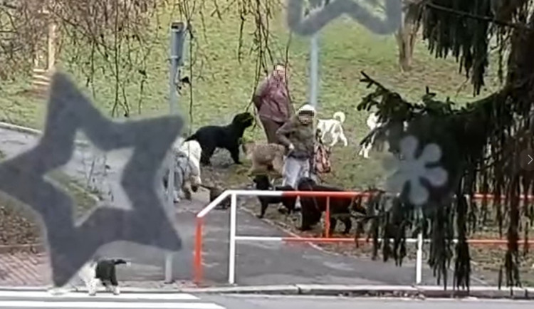 Žena chová v bytě čtrnáct psů, teď se má stěhovat. Smrad připomíná prasečák, líčí sousedka