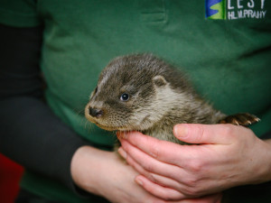 Pražská záchranná stanice se poprvé stará o vydří mláďata