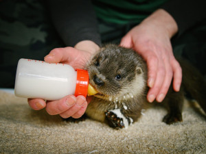 Pražská záchranná stanice se poprvé stará o vydří mláďata