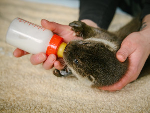 Pražská záchranná stanice se poprvé stará o vydří mláďata