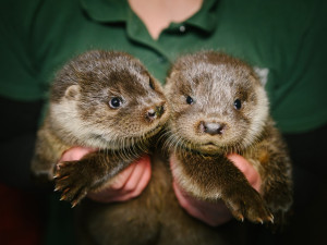Pražská záchranná stanice se poprvé stará o vydří mláďata