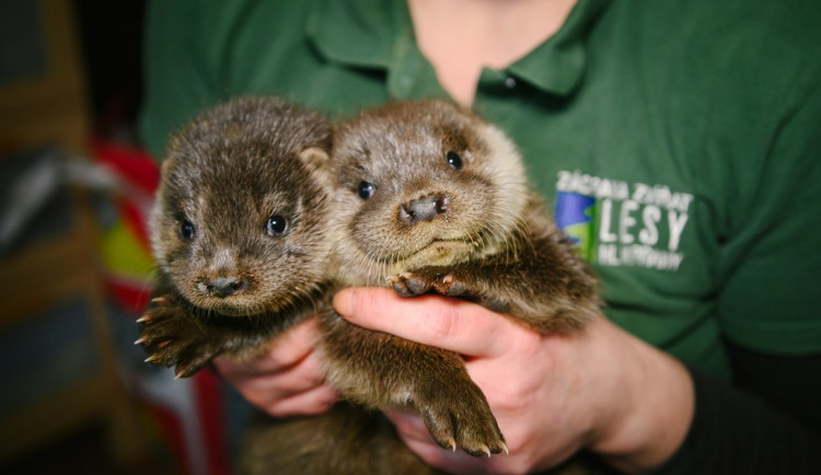 Mláďata zřejmě přišla o matku.