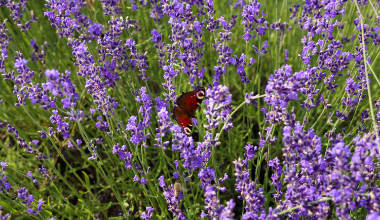 Léčba deprese či roztroušené sklerózy. Výzkum prokázal obsah léčivých látek v bio bylině pěstované na Berounsku