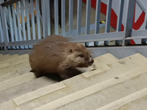 Bobr bloudil na autobusovém nádraží na Florenci. Strážníci ho vrátili k Vltavě