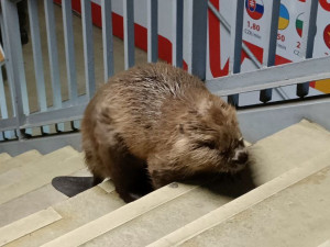 Bobr bloudil na autobusovém nádraží na Florenci. Strážníci ho vrátili k Vltavě