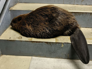 Bobr bloudil na autobusovém nádraží na Florenci. Strážníci ho vrátili k Vltavě