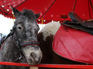 VIDEO: Lidé protestovali proti jízdě na ponících na Matějské pouti