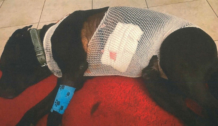 Útočník postřelil psa, pátrá po něm policie