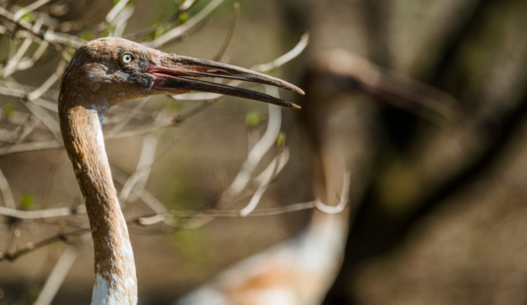 V pražské zoo lidé uvidí nejohroženější jeřáby na světě