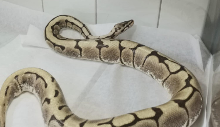 Krajta putovala do útulku.