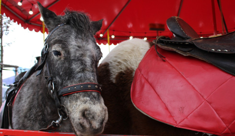 Jízdy na ponících na Matějské už nebudou. Organizátoři vyhověli ochráncům zvířat