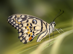 Do Prahy dorazilo přes pět tisíc tropických motýlů. Výstava ukazuje jejich proměnu