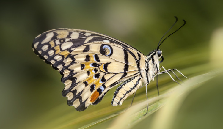 Do Prahy dorazilo pět tisíc tropických motýlů. Výstava ukáže jejich proměnu