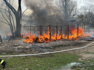 VIDEO: Stáje v Praze lehly popelem. Uhynuli v nich koně