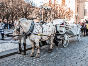Sněmovní výbor podpořil petici za návrat koňských povozů na Staroměstské náměstí