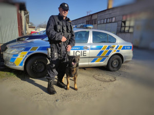 Zloděj chtěl vykrást dům, ale vyrušila ho majitelka. V křoví ho vyčmuchal policejní pes