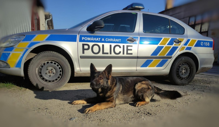 Zloděj chtěl vykrást dům, ale vyrušila ho majitelka. V křoví ho vyčmuchal policejní pes