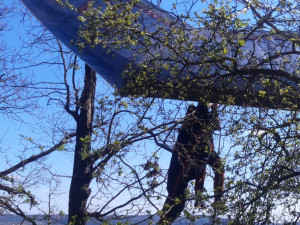 Hasiči v Černošicích zachraňovali rogalistu, který se zaklínil v koruně stromů