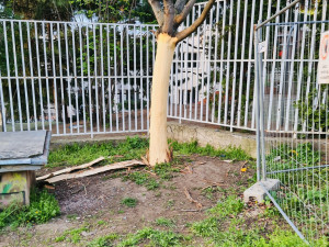 Vandal likviduje stromy na Žižkově. Strhává jim kůru