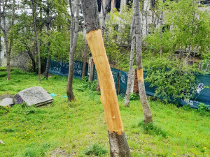 Vandal likviduje stromy na Žižkově. Strhává jim kůru