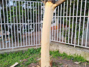 Vandal likviduje stromy na Žižkově. Strhává jim kůru