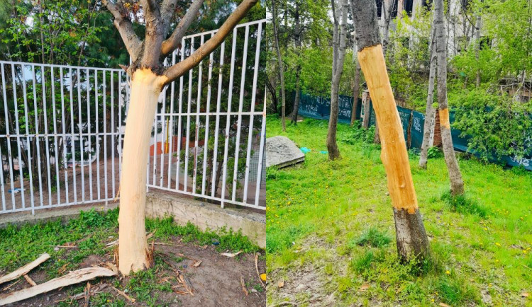 Vandal likviduje stromy na Žižkově. Strhává jim kůru