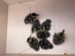 Kachna ztratila cestou přes kanál sedm potomků. Všechny se podařilo zachránit