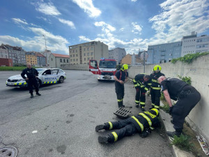 Kachna ztratila cestou přes kanál sedm potomků. Všechny se podařilo zachránit