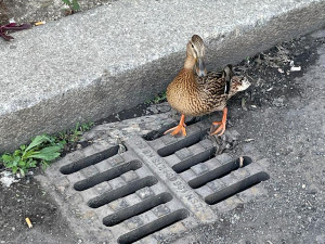 Kachna ztratila cestou přes kanál sedm potomků. Všechny se podařilo zachránit